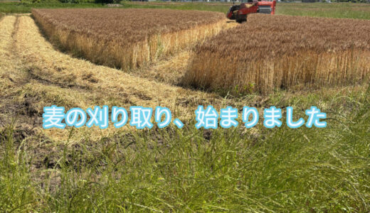 【2025年6月5日　麦の刈り取り、始まりました】
