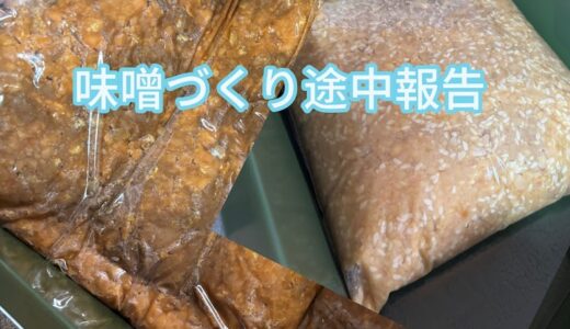 【2025年6月11日　味噌づくり途中経過】