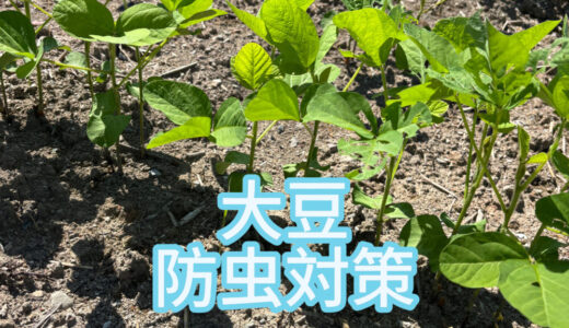 【2025年8月19日　大豆の防虫対策】