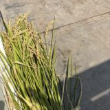 【地域交通について】
