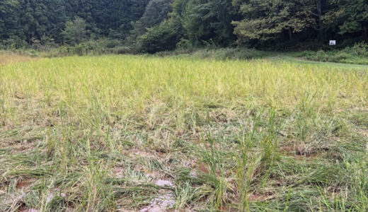 【2025年9月24日　いのしし被害】